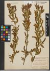 Foto von Salix triandra subsp. triandra L.